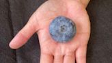 和乒乓球一樣大 澳洲農場種出「超巨藍莓」破金氏世界紀錄