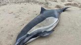 Toxic algae is killing hundreds of dolphins and sea lions washing up on California beaches
