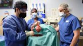 Virus found in pig heart used in human transplant