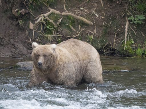 Alaska’s Fat Bear Contest winner finishes ahead of the bear that killed her cub