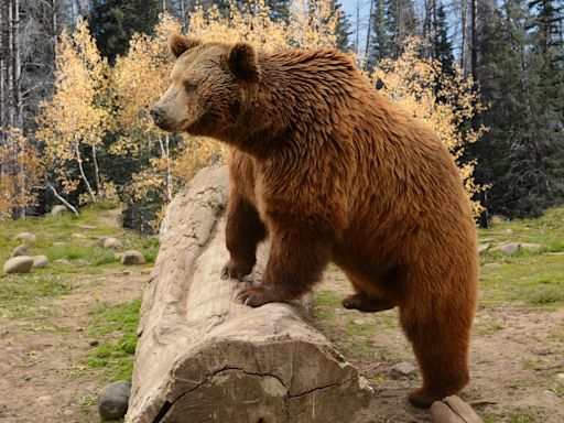 "This doesn’t happen that often" – watch as Yellowstone grizzly bear "supermom" crosses log with five cubs in tow