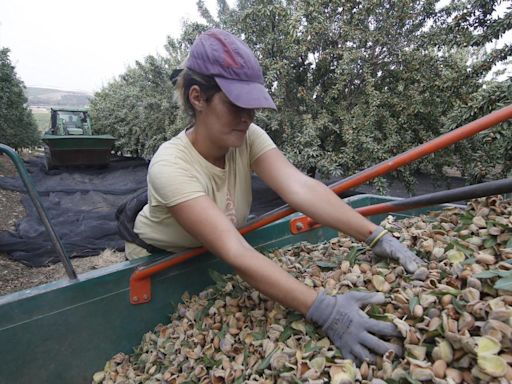 Los productores de almendra esperan aumentar la cosecha un 52% en Córdoba
