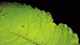 Create botanical photo art with microscopic insights