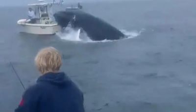 Watch: Whale Breaches Right Onto Boat, Throws People Into Ocean