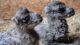 Two baby camels born within a week at Bridlington Animal Park