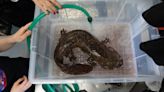 A Tale of Two Nearly Extinct Giant Salamanders