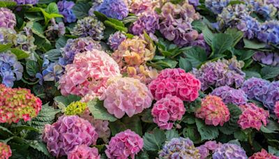 Should I Cut Back Hydrangeas in the Fall Even If They're in Containers? Which Types to Prune for Better Blooms Next Year