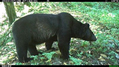 玉山國家公園研究台灣黑熊30年傳好消息 族群出現向外擴張趨勢