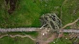 UK's Sycamore Gap tree mystery: Two men charged with criminal damage