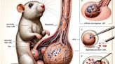 AI-generated nonsense about rat with giant penis published by leading scientific journal