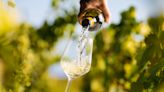 Sauvignon Blanc Vs Pinot Grigio: The Difference Between The White Wines