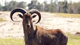 Weird West Texas: How an African sheep species found home on the High Plains