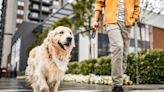 The 1 Thing You're Probably Doing On Walks That Drives Your Dog Nuts