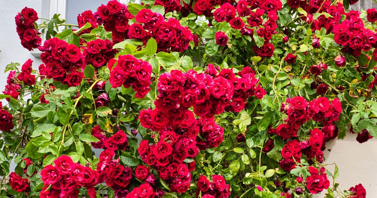 Roses will be packed with flowers if you follow Monty Don’s 1 essential task now