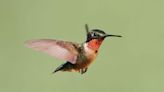 Hummingbirds are migrating. When will they return to Ohio? Use this interactive map to see