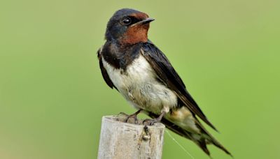 The swallow is a sure sign that summer is here - opinion - Western People