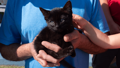 Lucky kitten rescued from I-15 lives up to her name in new ‘fur-ever home’