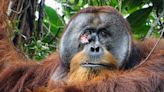 In a first, an orangutan was seen treating his wound with a medicinal plant