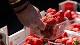 UK gifted 'great export opportunity' as strawberries sweeter than ever