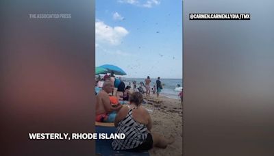 Swarm of dragonflies startles beachgoers in Rhode Island