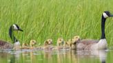 Wildlife on a Maine Pond: Micro Four Thirds Makes Photographing Baby Birds Safer and Easier