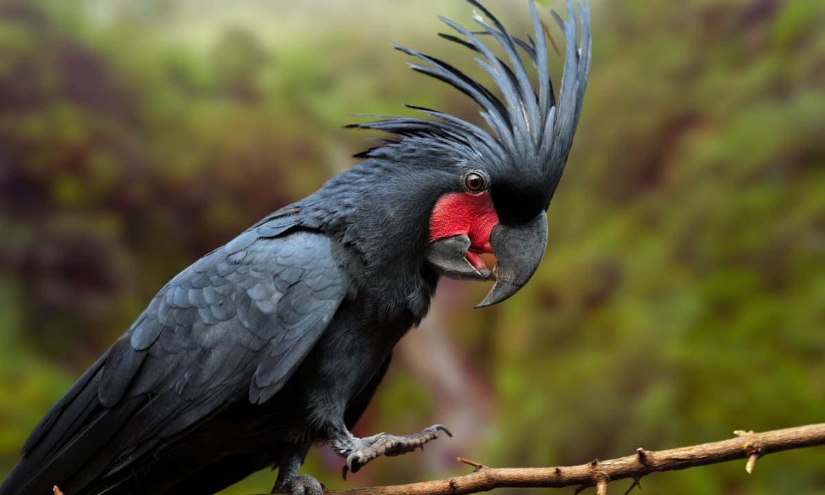 Screaming’ Hungry Baby Black Palm Cockatoo at San Diego Zoo Is Making Everybody Smile