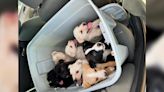 9 puppies found duct-taped in box thrown in dumpster, taken to animal shelter in Lubbock