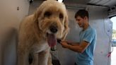 Dog groomer makes a name for himself on Longboat Key and beyond | Your Observer