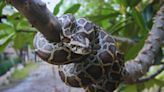 ...As She Steps Out For Medicines; Husband Cuts Snake Open To Pull Out Beloved's Body In Indonesia's Luwu