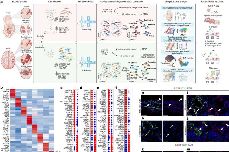 Researchers build first-ever molecular atlas of blood vessel pathways in human brain