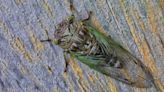 Will the cicadas be in Minnesota this year? Where you can see the 2024 broods