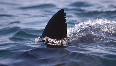 Beachgoers warned after animals found with shark bites off Massachusetts coast