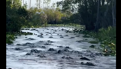 ‘Hay caimanes por todas partes’. Investigan aterradora reunión de reptiles en canal de Georgia