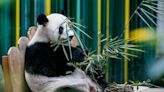 Born in Malaysia, giant panda cubs Shen Yi and Yi Yi return to China today