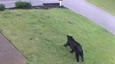 Black bear blues: Public watches as South Nashville bear tries to survive in the big city