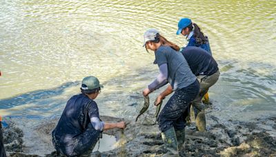 屏科大靜思湖清淤 原生種魚龜鱉先寄養