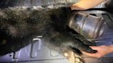 Animal Lovers Save Tennessee Bear Cub with Plastic Container Stuck on Head for Nearly 2 Months