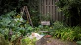 What can I plant to deter cats from my yard? The tricks to keep your neighborhood's pets off your property