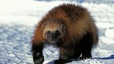 As Colorado Debates Reintroducing Wolverines, Here Are 3 Must-Knows About Earth’s Largest Weasel