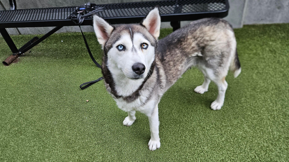 Pet of the Week: Meet 2-year-old Ellen Ripley, a laid back and playful Siberian husky mix