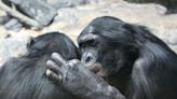 Memoria alucinante: simios reconocen a amigos que no han visto en 26 años