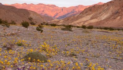 Death Valley in California is now covered with colorful wildflowers in bloom: What to know