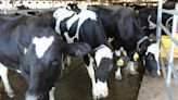 Michigan farmworker is second US case of H5N1bird flu likely transmitted from cow to human