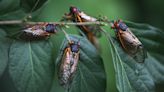 The cicadas are coming, and some may become ‘flying saltshakers of death’