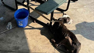 Abandoned Senior Dog Left Tied to Picnic Table in N.Y. with Note Calling the Pet a 'Good Boy'