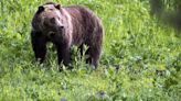 Tras un reportaje de 'Euronews', los osos salvajes de Rumanía son trasladados a un santuario