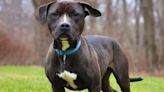 Meet the North Jersey adoptable pets of the week for April 26: Ace, Coco and Kitkat