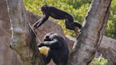 Los intercambios de gestos de los chimpancés comparten turnos similares con las conversaciones entre humanos, indica estudio