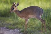 Dik-dik