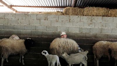 Grecia prohíbe el traslado de cabras y ovejas ante la propagación de la 'peste caprina'